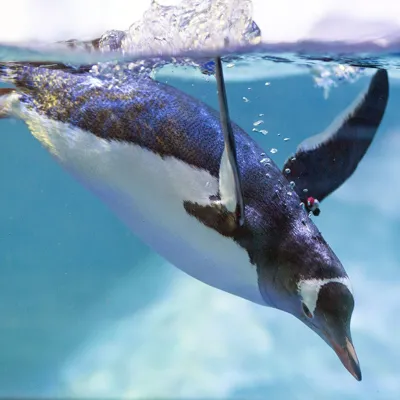 6499 SEALIFE Penguins 09 RKP Min