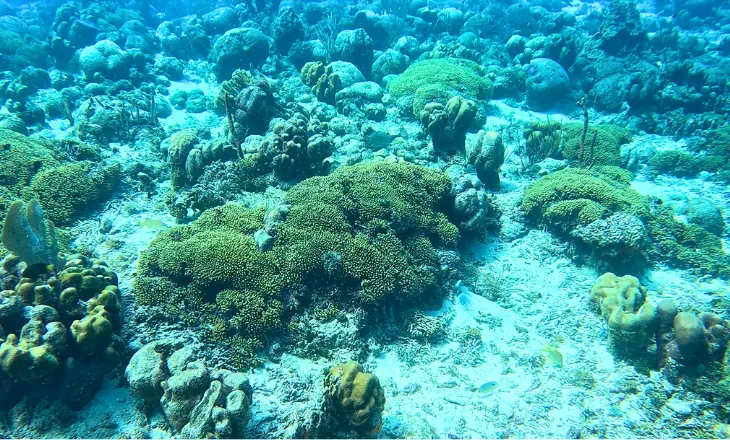 Teil 2 Erster Tauchgang Auf Curaçao!