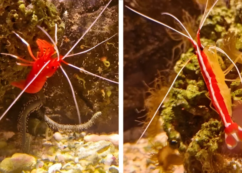 Putzergarnelen Cleaner Shrimp Scarlet Cleaner Shrimp