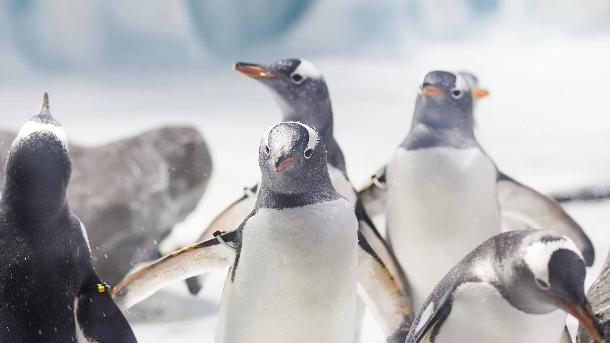 Eselspinguin | SEA LIFE Konstanz