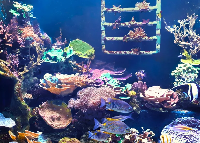 SEA LIFE Konstanz Korallenbecken