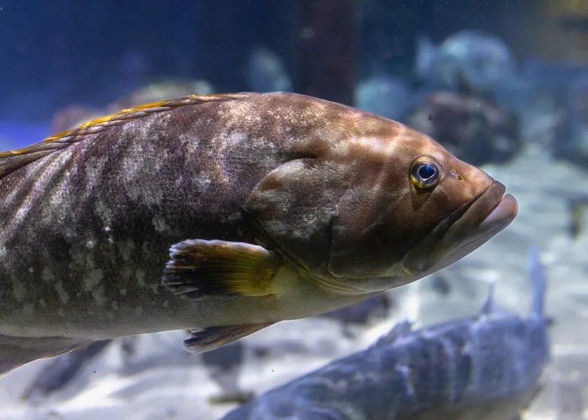 Brauner Zackenbarsch (Epinephelus Marginatus)