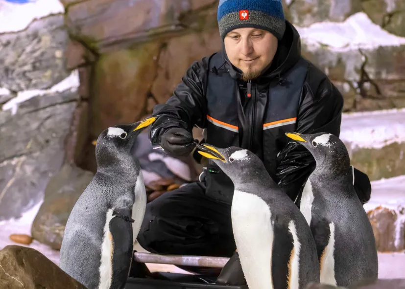 Pinguine Feeding 7 3