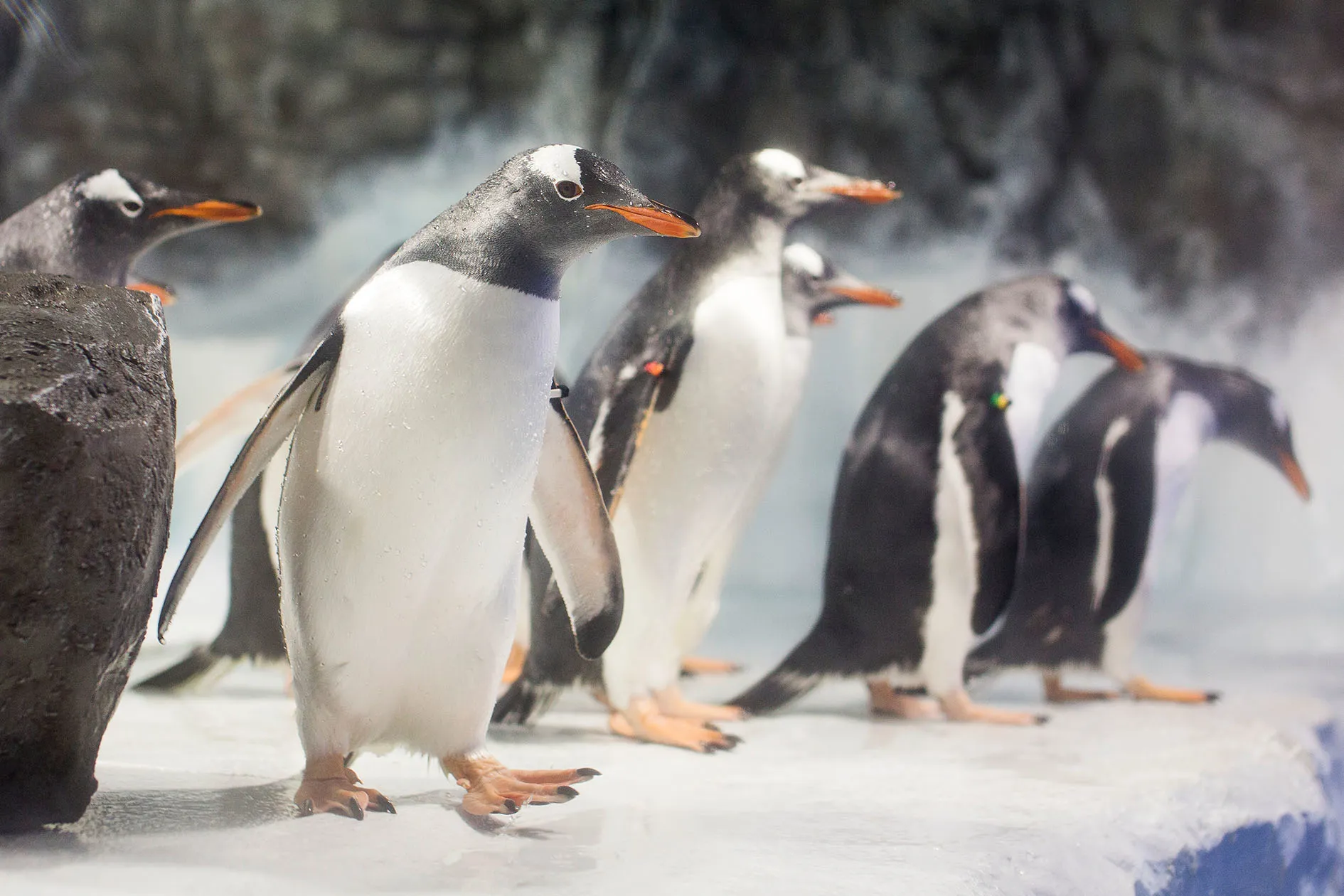Eselspinguine