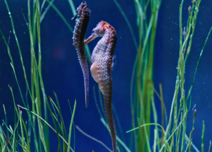 Neuseeland Topfbauchseepferdchen (Hippocampus Abdominalis)