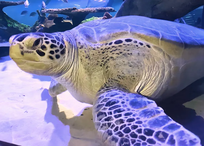 Grüne Meeresschildkröte (Chelonia Mydas)