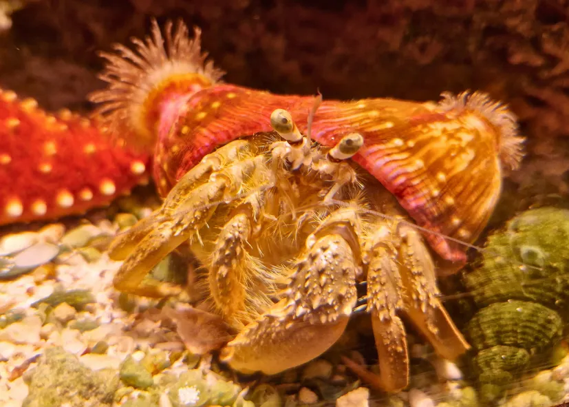 Einsiedlerkrebse Hermit Crab