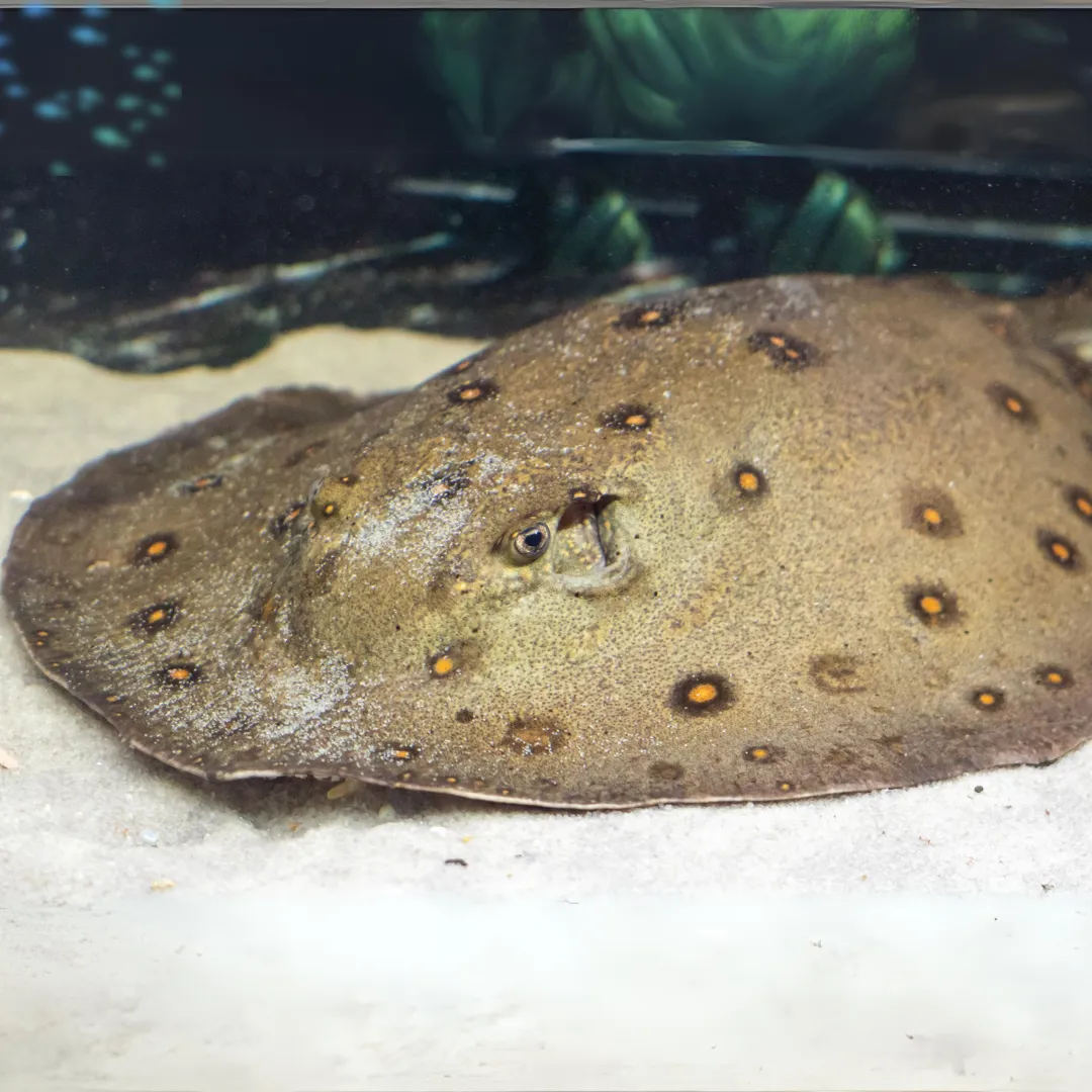 Pfauenaugen Stechrochen 1