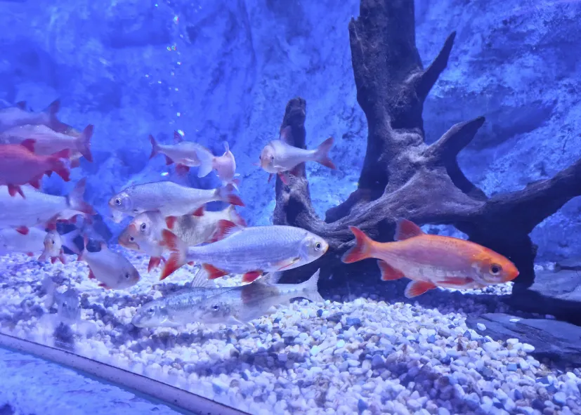 Rotfeder (Scardinius Erythrophthalmus)