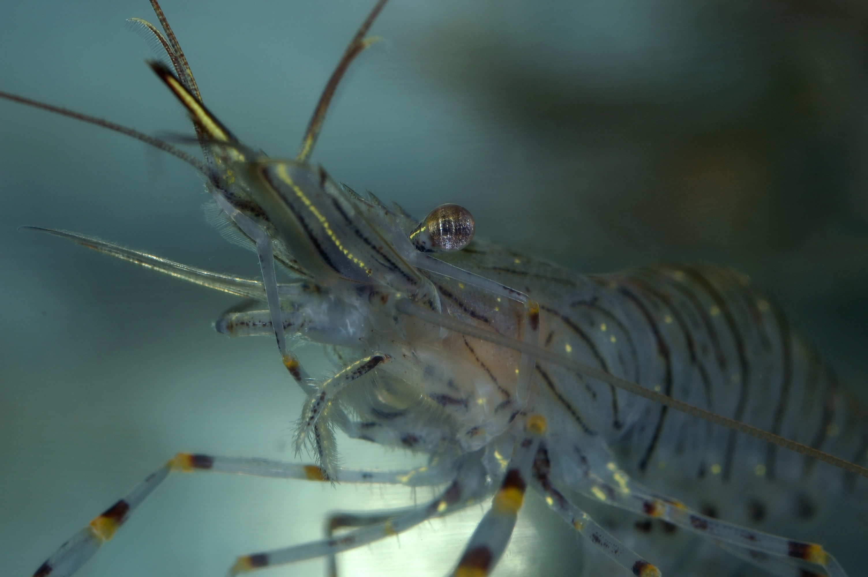 Glass Shrimp Palaemonetes Spp Min