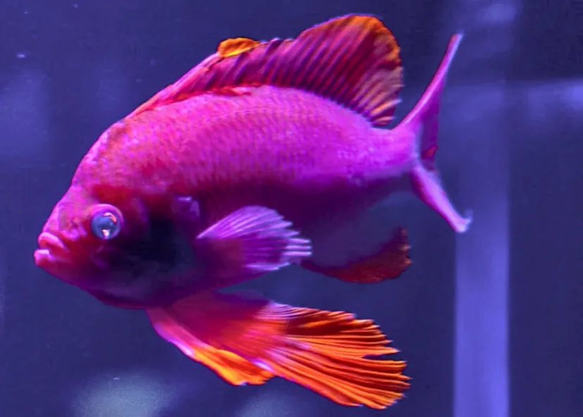 Mittelmeer Fahnenbarsch (Anthias Anthias)