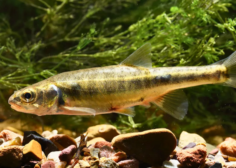 Elritze (Phoxinus Phoxinus)