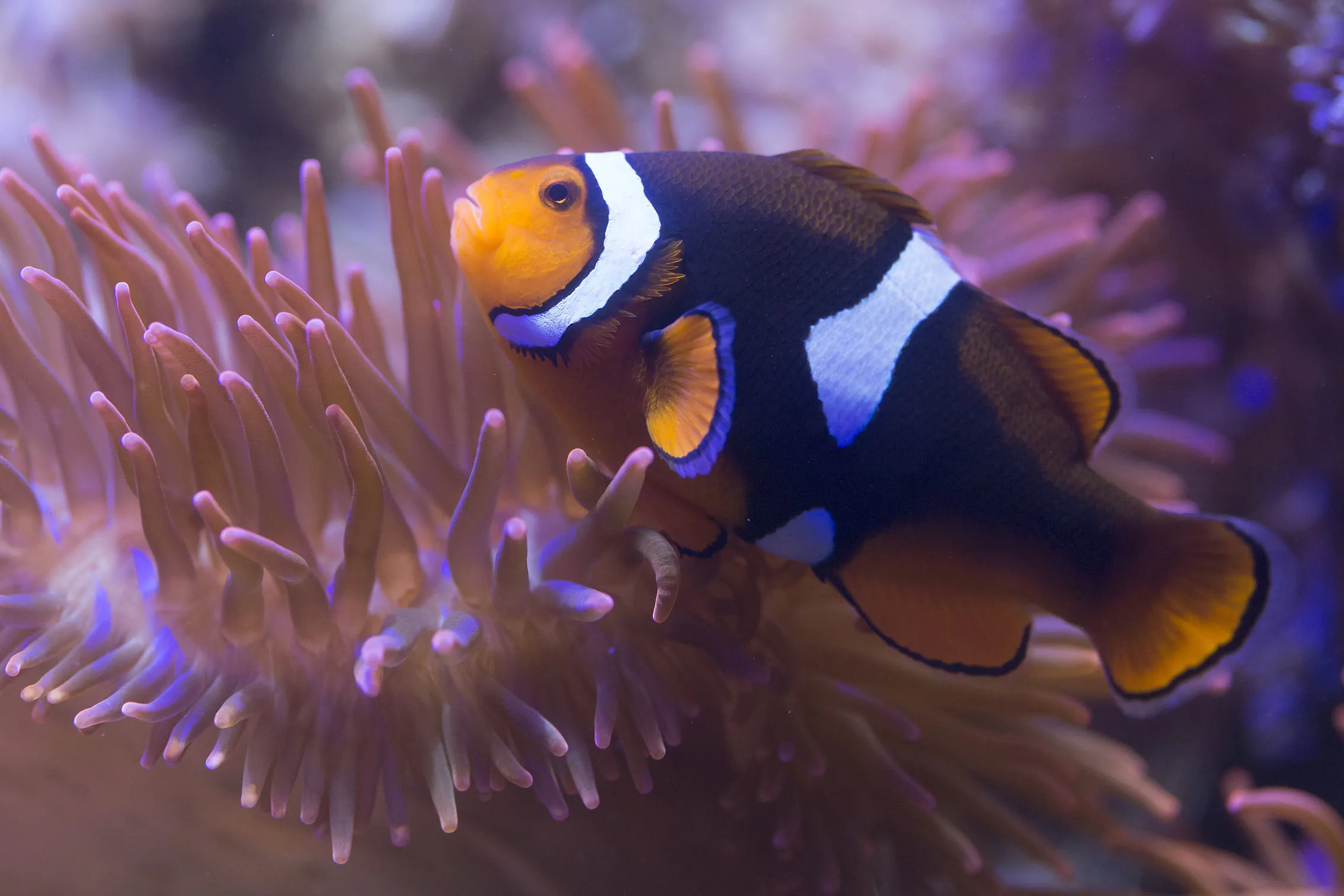 8443 Black Photon Clownfish Amphiprion Ocellaris X Amphiprion Percula 5 Min