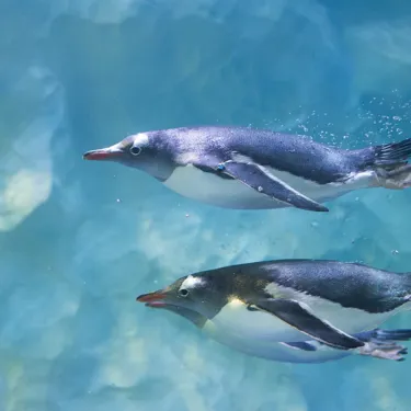 Eselspinguine