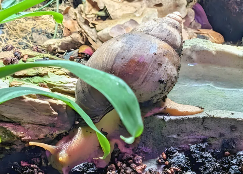 Genetzte Achatschnecke (Achatina Reticulata)