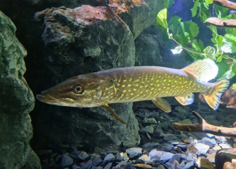 Hecht (Esox Lucius)