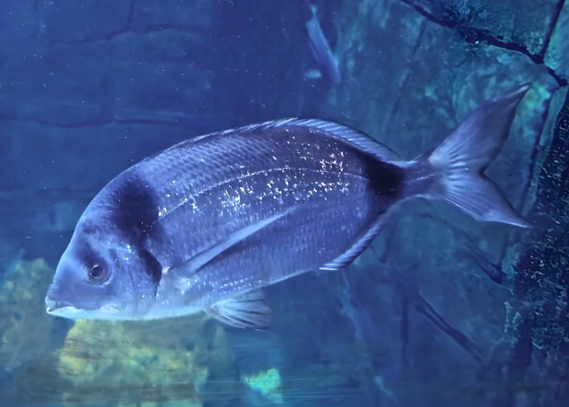 Zweibindenbrasse (Diplodus Vulgaris)