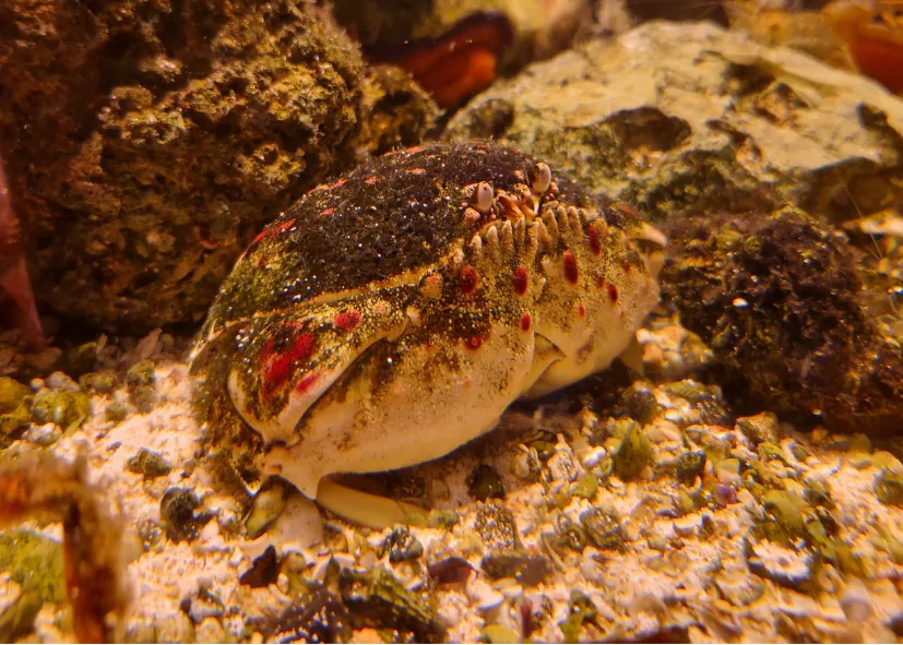 Schamkrabbe (Calappa Granulata)