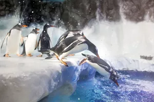 6495 SEALIFE Penguins 05 RKP Min