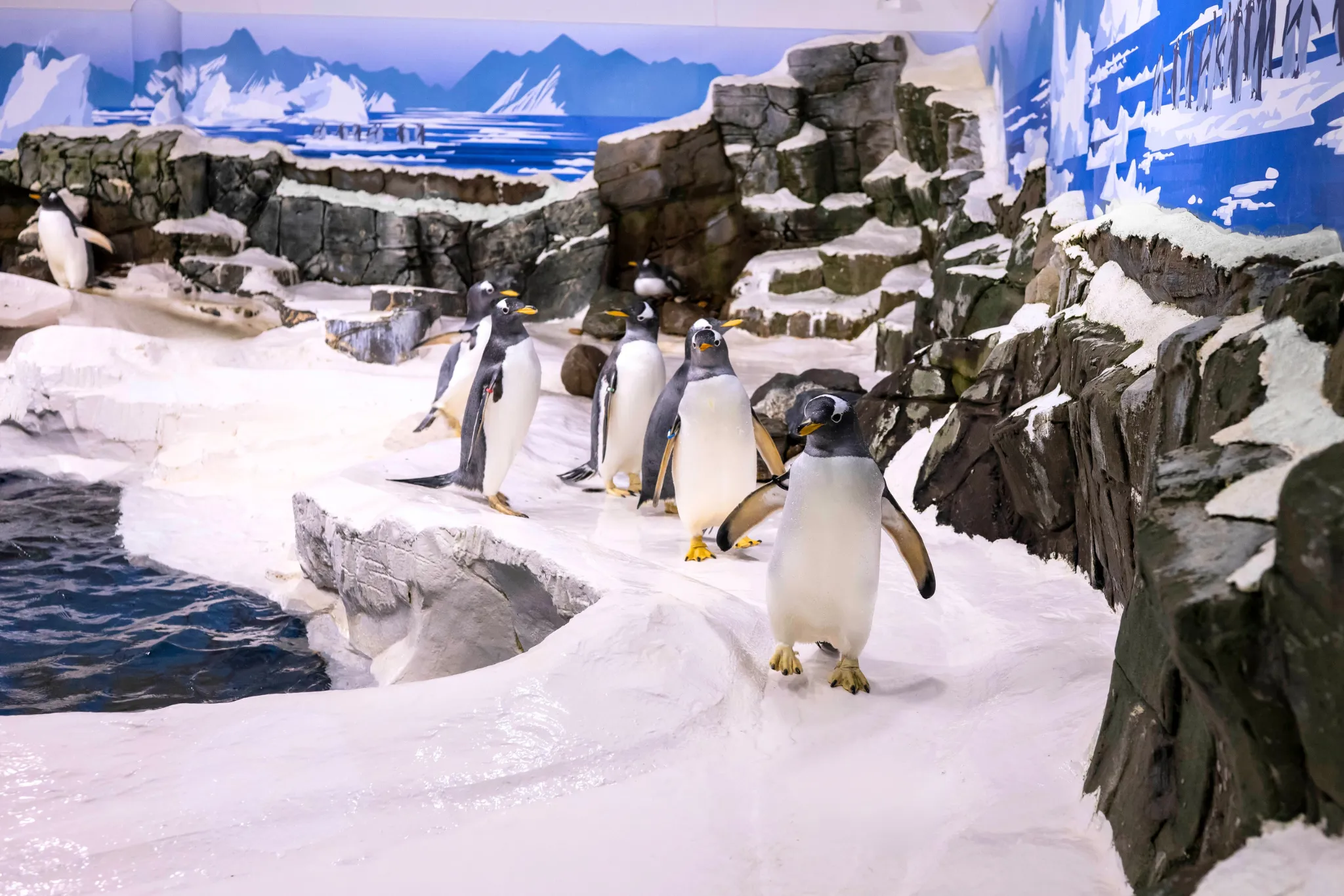 SEA LIFE Konstanz Eselspinguine 2.0