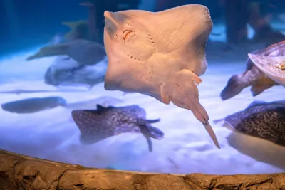 SEA LIFE Konstanz Rochen