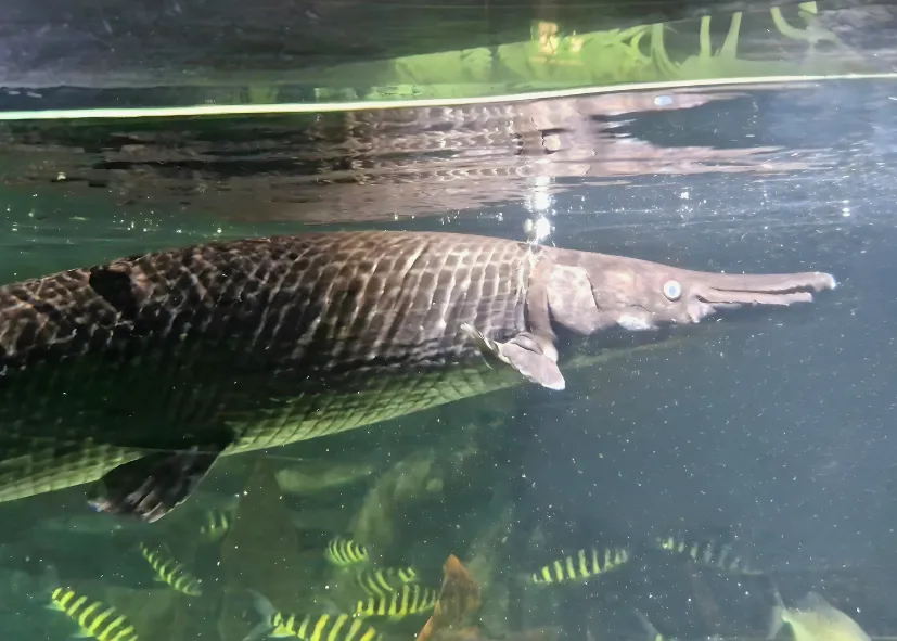 Gefleckter Knochenhecht (Lepisosteus Oculatus)