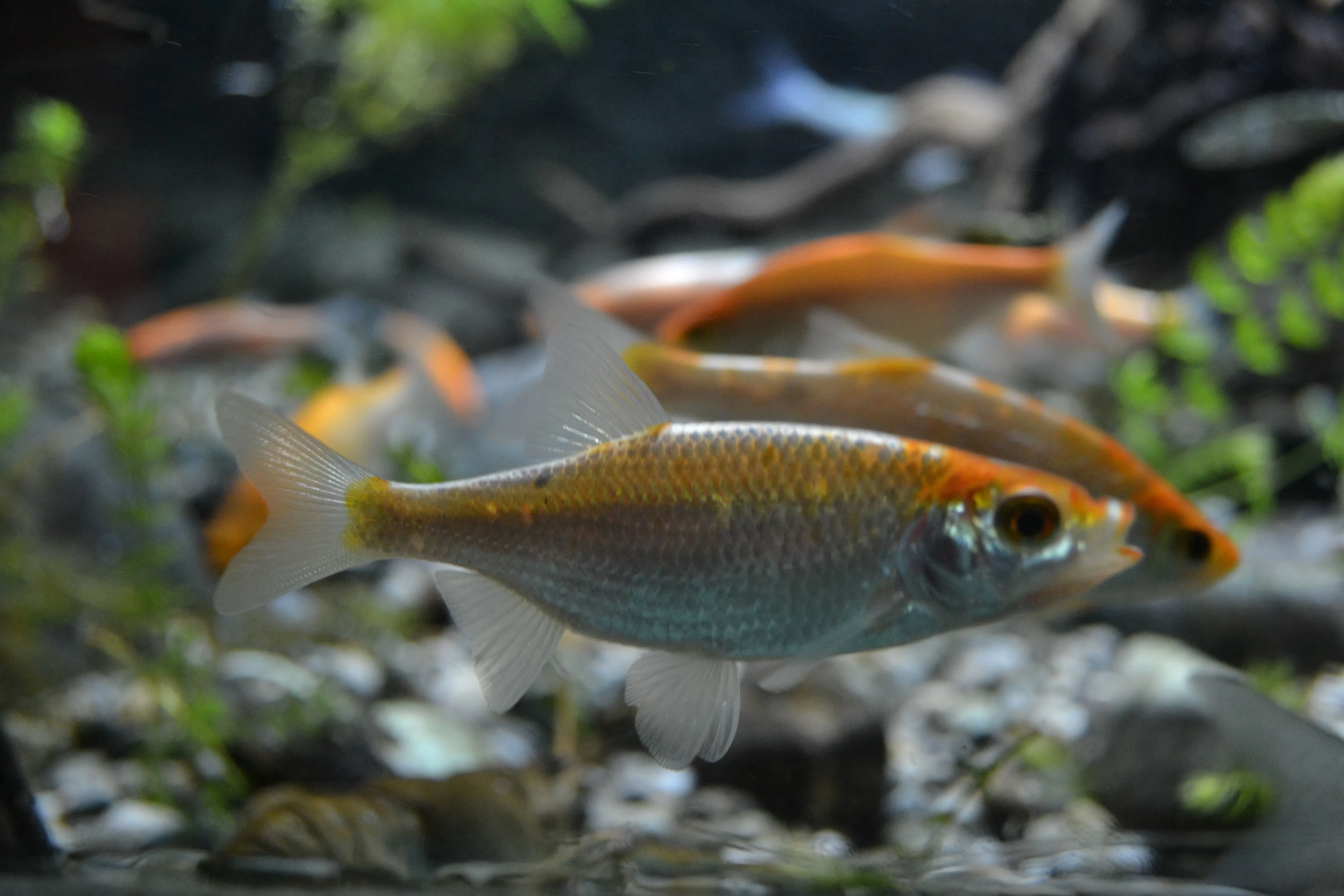 Goldrotfeder