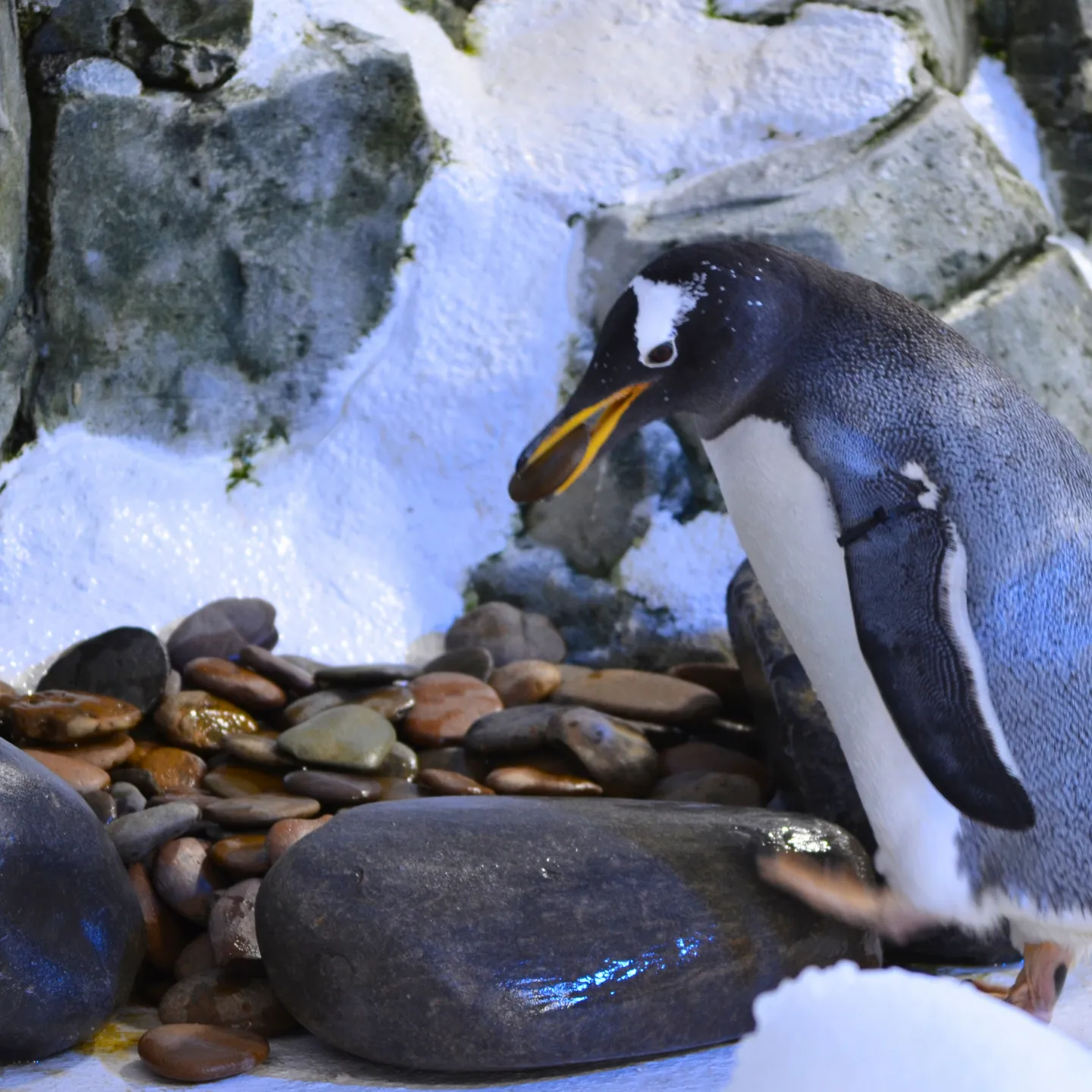Eselspinguin Am Nest Bauen