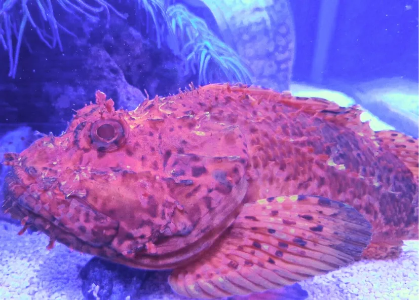 Roter Drachenkopf (Scorpaena Scrofa)