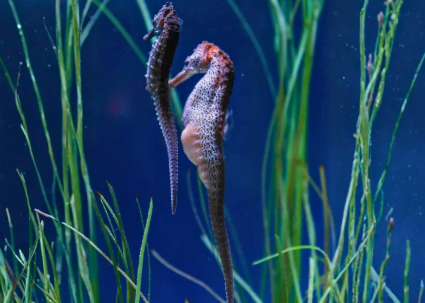 Neuseeland Topfbauchseepferdchen (Hippocampus Abdominalis)