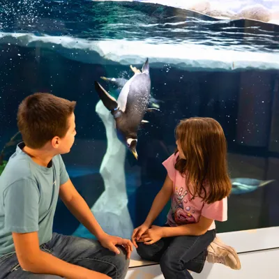 Sommer Highlights 2025 Pinguine
