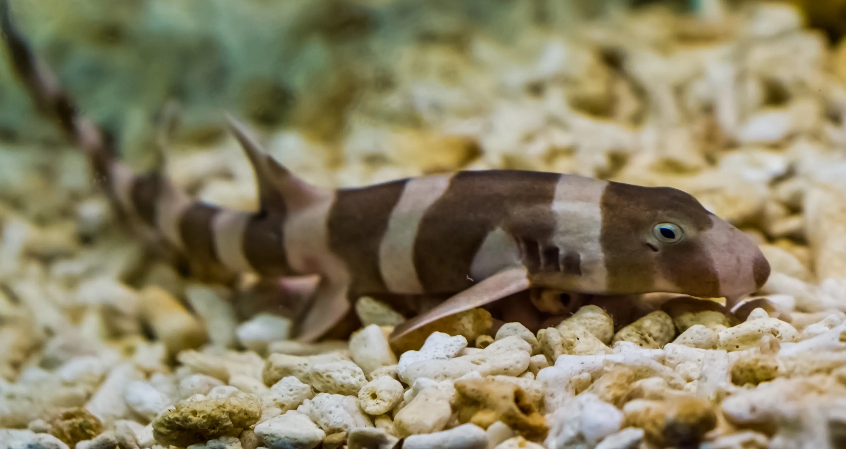 10577 Brown Banded Bamboo Shark 2 Min