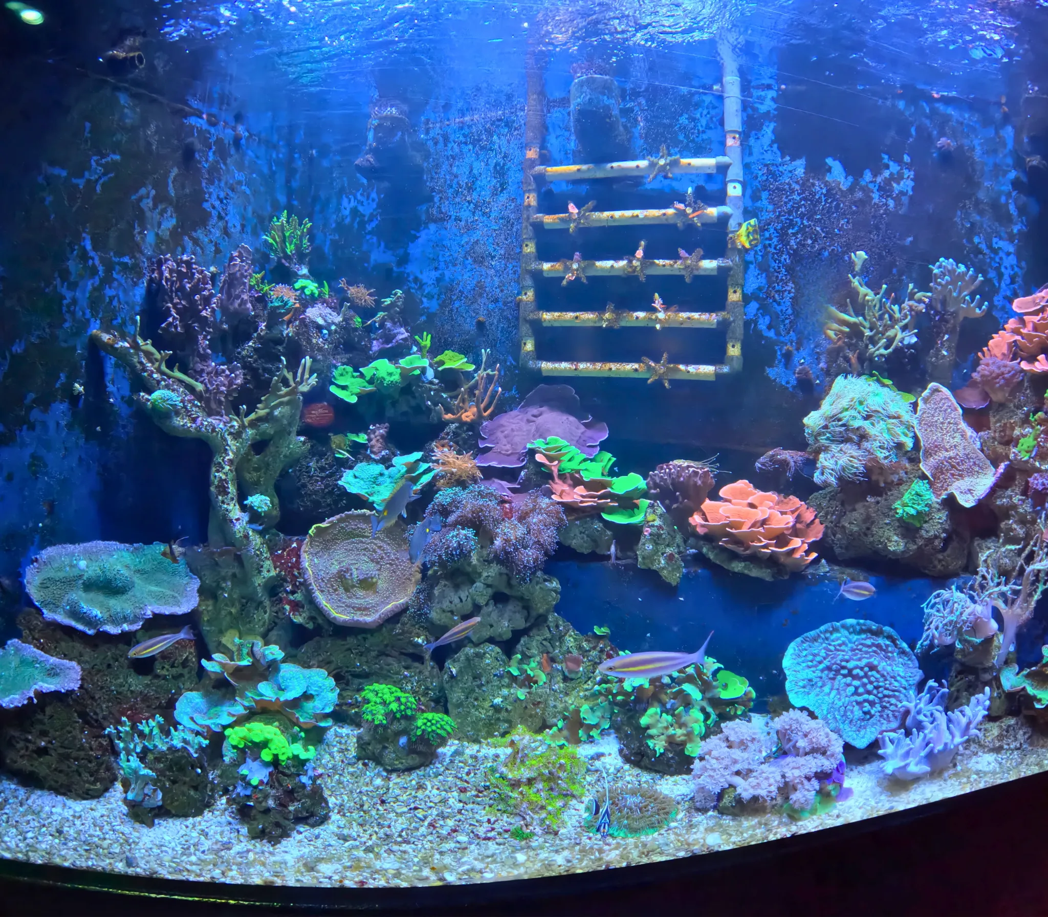 Korallentank SEA LIFE Konstanz