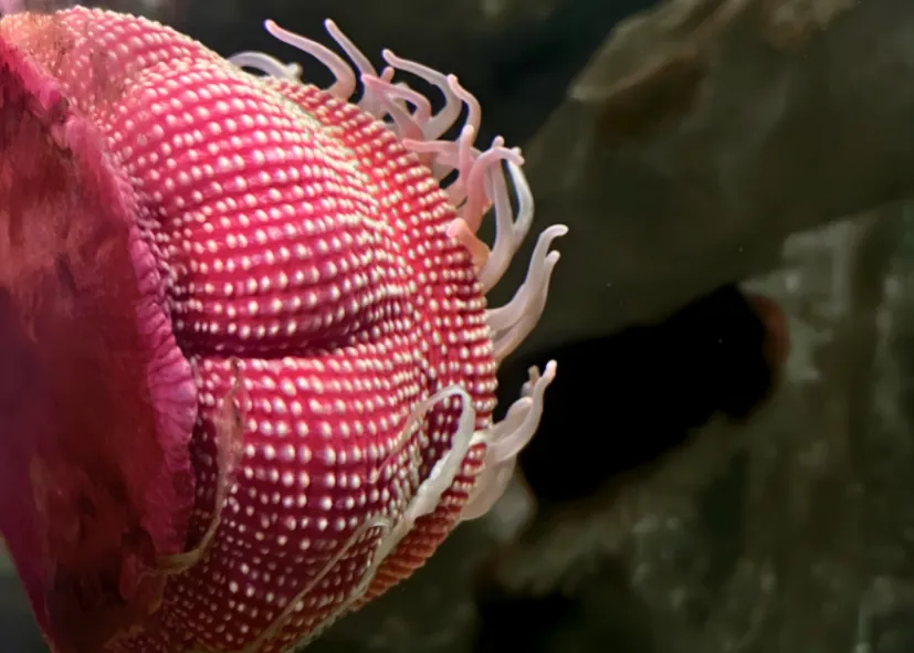 Weihnachtsanemone (Urticina Crassicornis)