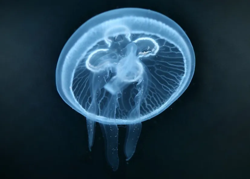 Ohrenquallen (Aurelia Aurita)