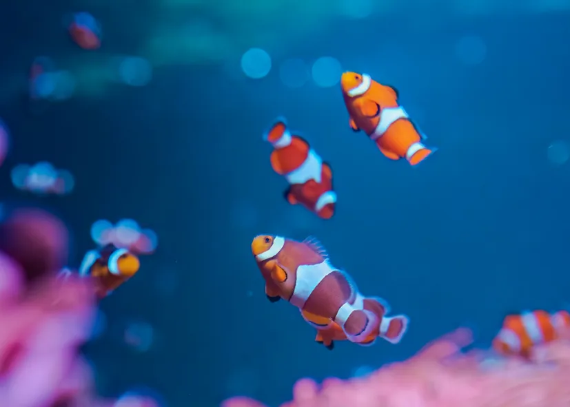 Falscher Clownfisch (Amphiprion Ocellaris)