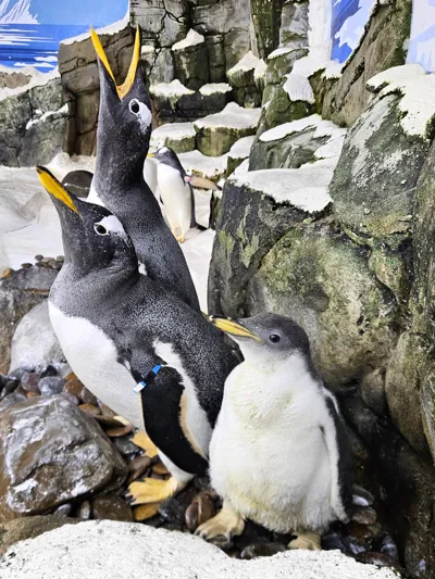 Das Eselspinguin Küken Mit Seinen Eltern Pauline (Vorne) Und Snoopy (Hinten).