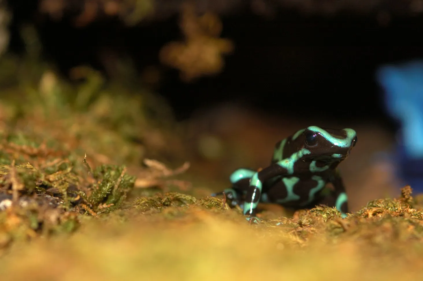 Baumsteigerfrosch (Dendrobatidae)