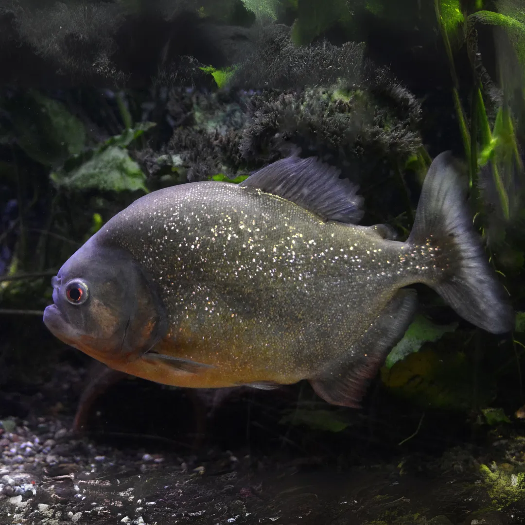 Schwarzer Piranha