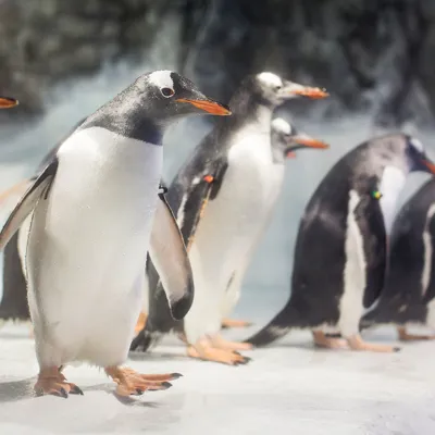 6491 SEALIFE Penguins 01 RKP Min Min