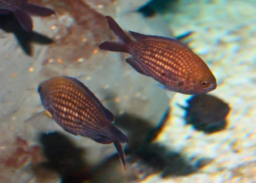 Mönchsfisch (Chromis Chromis)