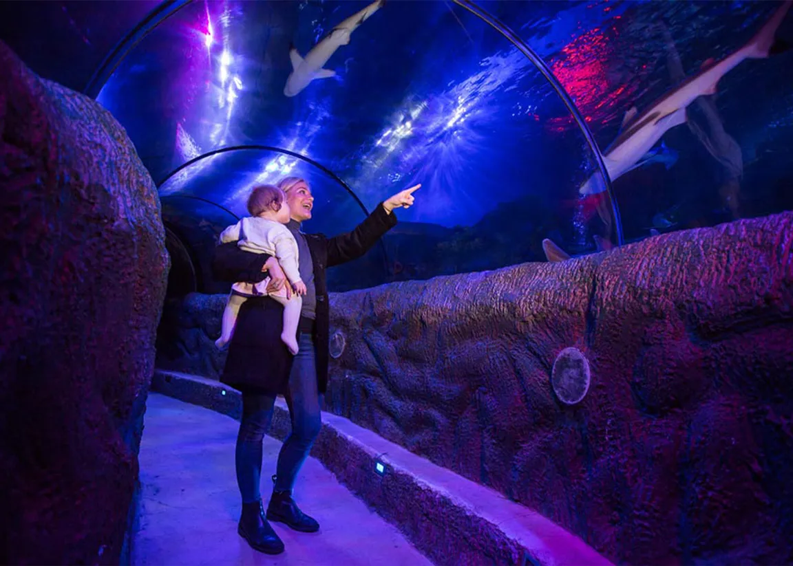 Ocean tunnel at SEA LIFE Loch Lomond