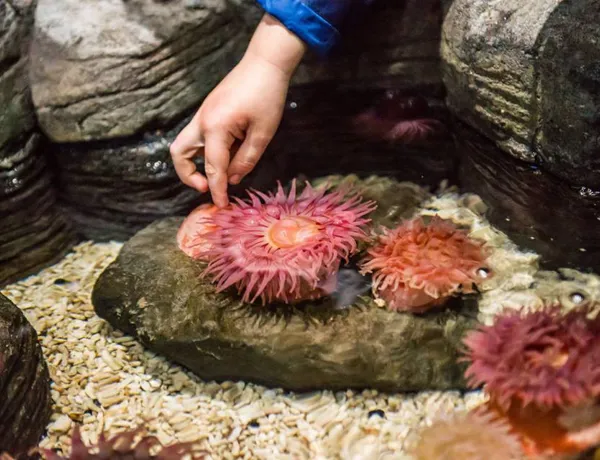touchpool