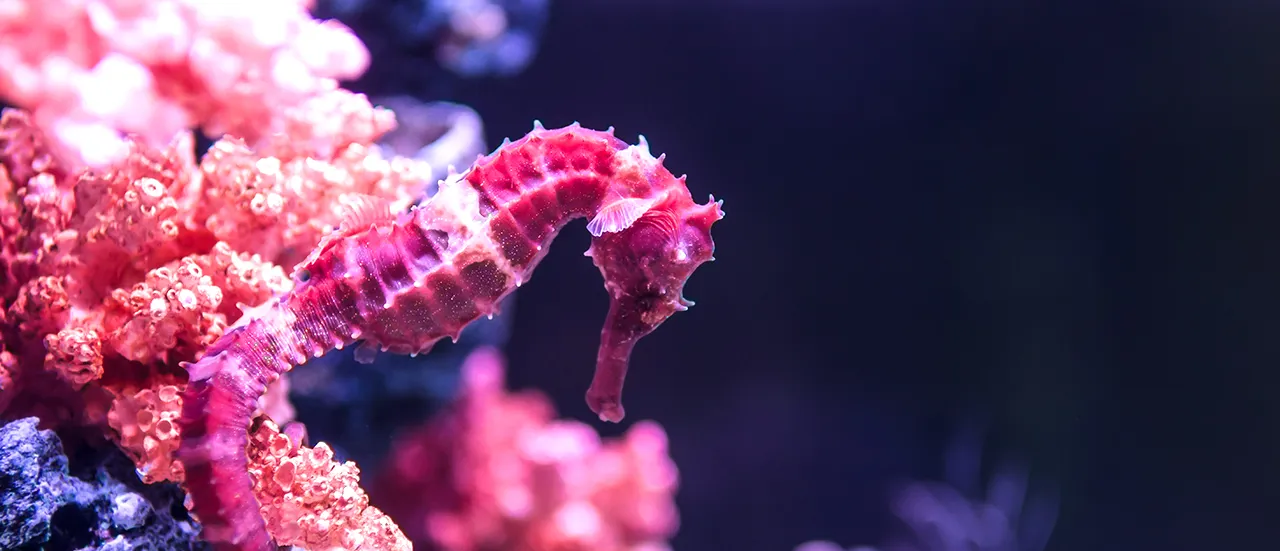 Pink Seahorse