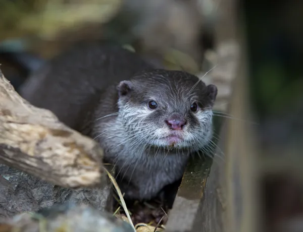Otter