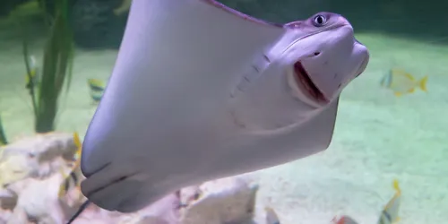 Tropical Stingray