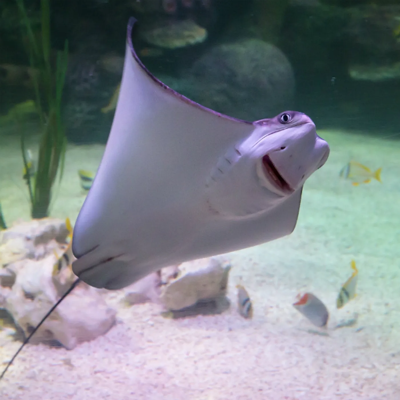 Bay of Rays | SEA LIFE Loch Lomond Aquarium