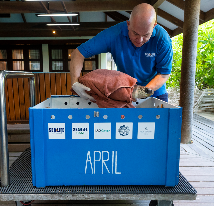 Rescuing April the Olive Ridley Turtle from the Maldives at SEA LIFE Loch Lomond