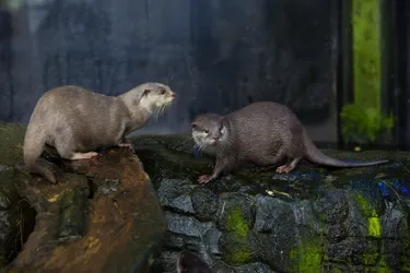 Loch Lomond Otters (1)