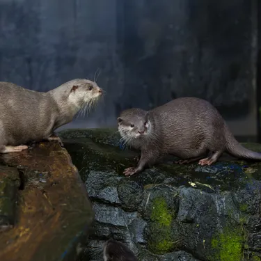 Loch Lomond Otters (1)